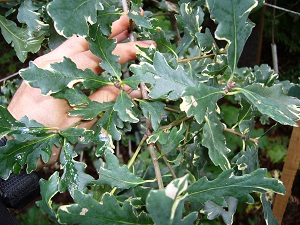 quercus robur var.argenteomarginata (chene panache)
